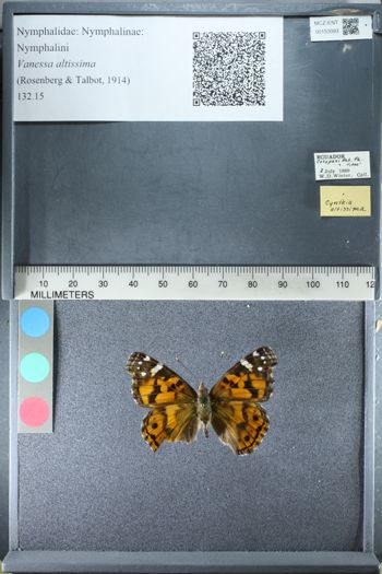 Media type: image;   Entomology 153093